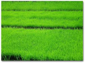 rice-paddy-shad