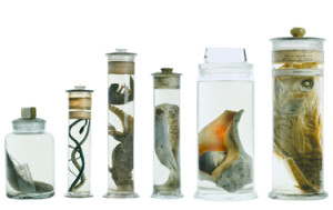 specimen-jars-nhm