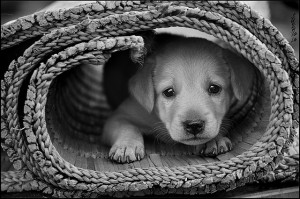 Sad puppy is almost as sad as I am